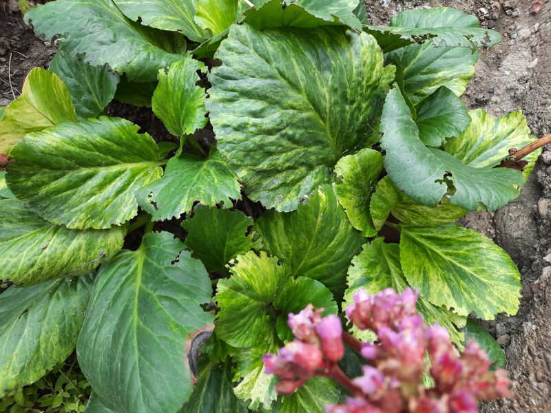 Bergenija (Bergenia cordifolia) 'Variegated'