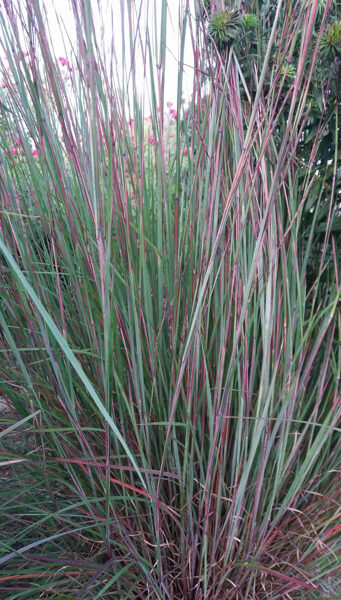 Barzdūnas kupstinis (Schizachyrium scoparium) nr.3