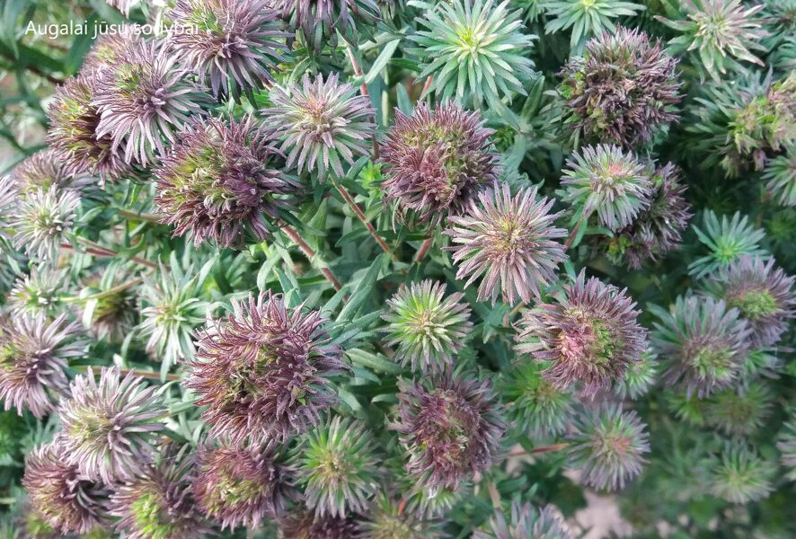 Astras (Aster) 'Ann Leys'