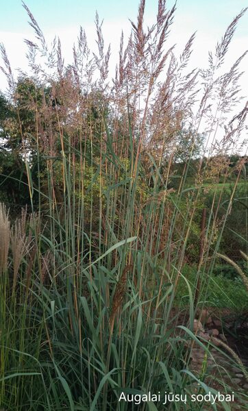 Sorgenis (Sorghastrum nutans) 'Indian Steel'