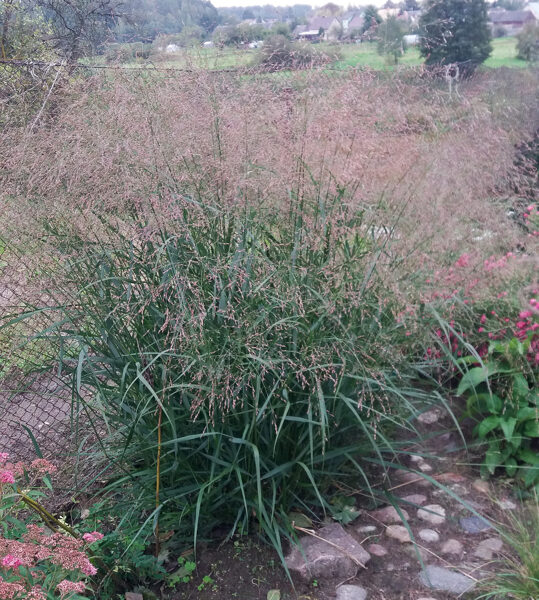 Rykštėtoji sora  (Panicum) nr.26