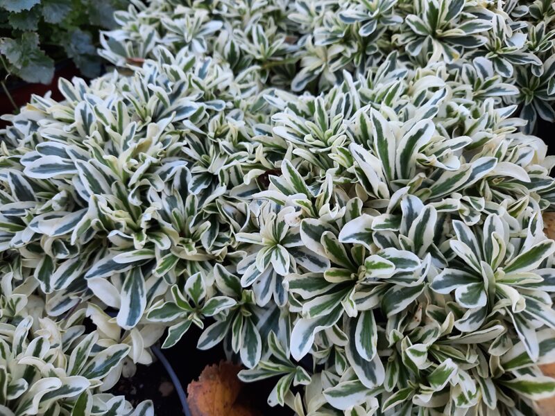 Vaistutis gulsčiasis (Arabis procurrens) 'Variegata'