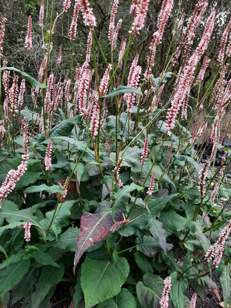 Rūgtis (Persicaria amplexicaulis) 'Rosea'