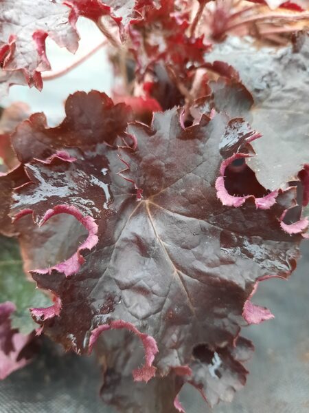 Alūnė (Heuchera) 