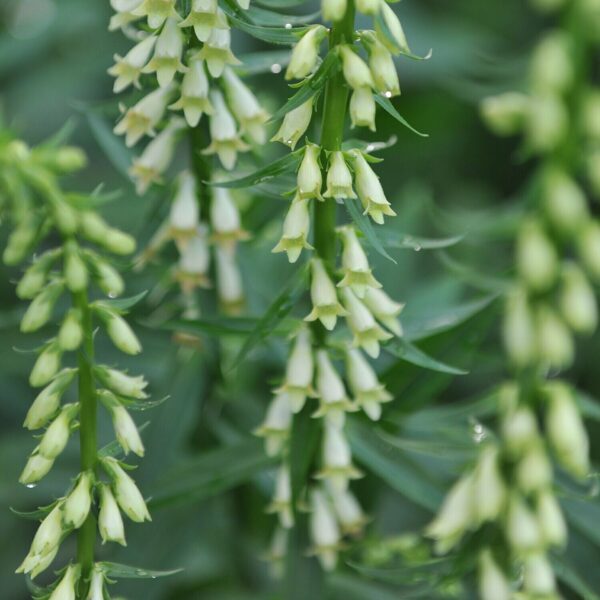 Rusmenė gelsvoji (Digitalis lutea)
