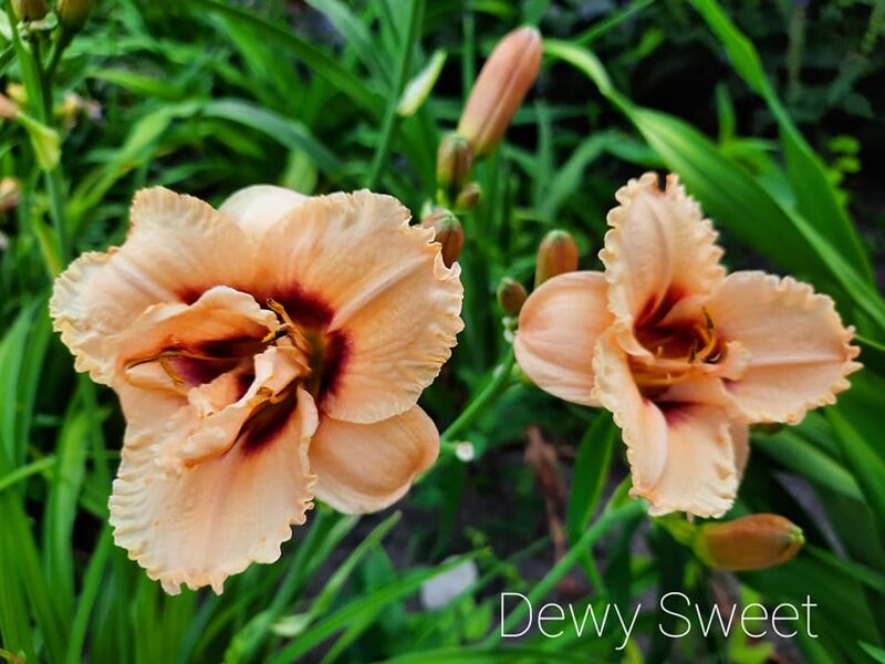 Viendienė (Hemerocallis) 'Dewy Sweet'