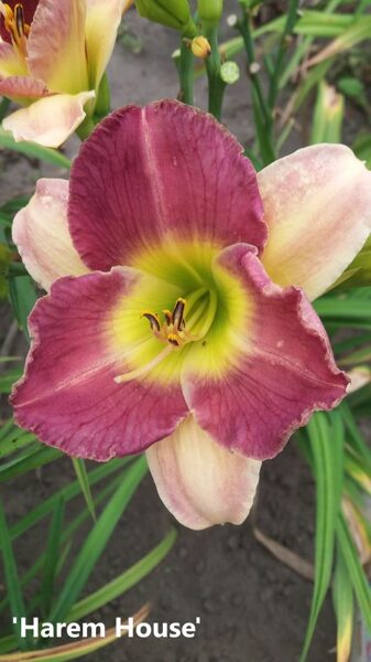 Viendienė (Hemerocallis) 'Harem House'