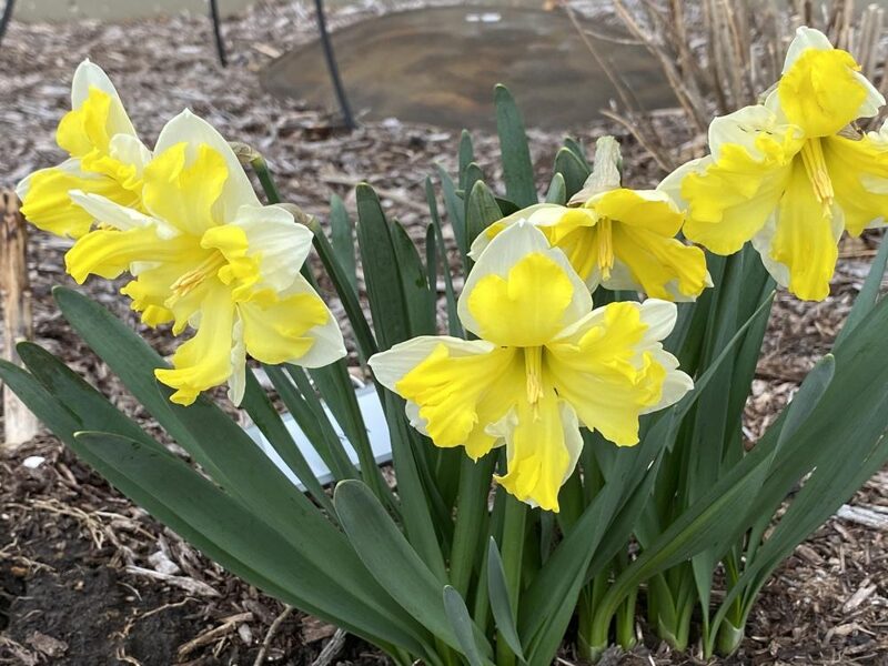 Narcizas (Narcissus) 'Cassata'