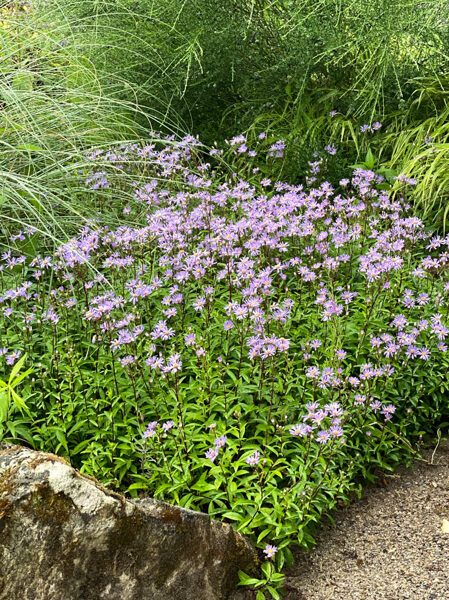 Astras (Aster radula) 'August Sky'