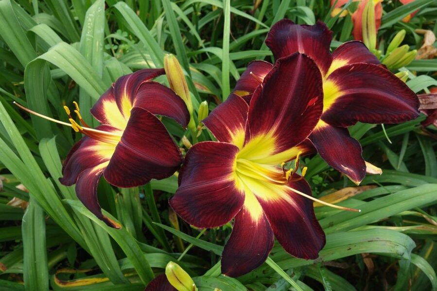 Viendienė (Hemerocallis) 'Persian Ruby'