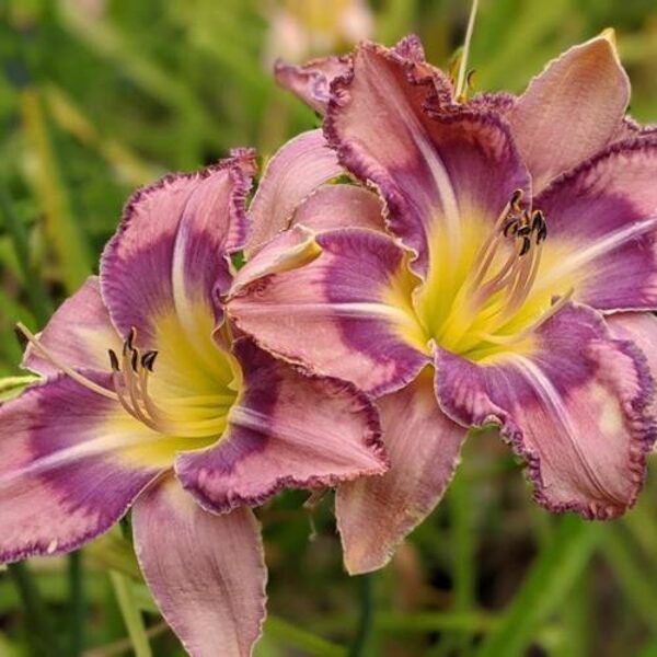 Viendienė (Hemerocallis) 'Mildred Mitchell'