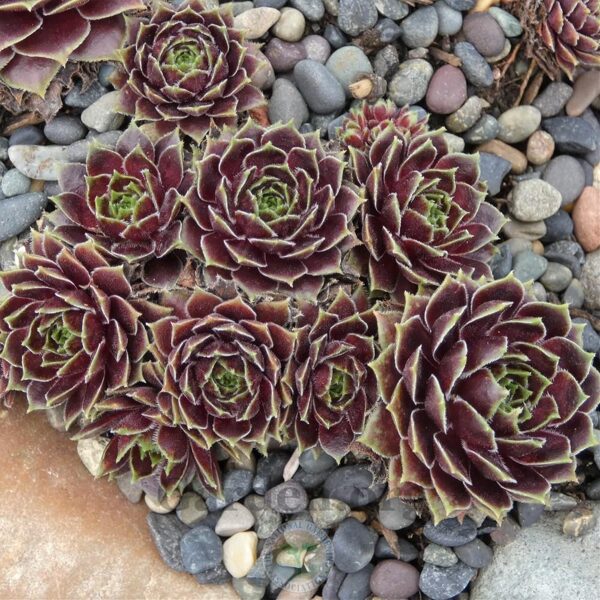 Šilropė (Sempervivum) 'Maytime'