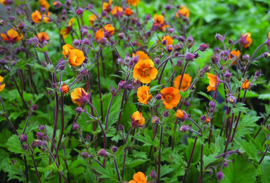 Raudonžiedė žiognagė (Geum coccineum) ‘Carlskaer’