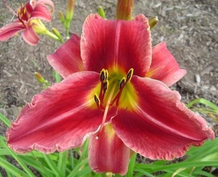 Viendienė (Hemerocallis) 'Beaufort Slim Pitkin'