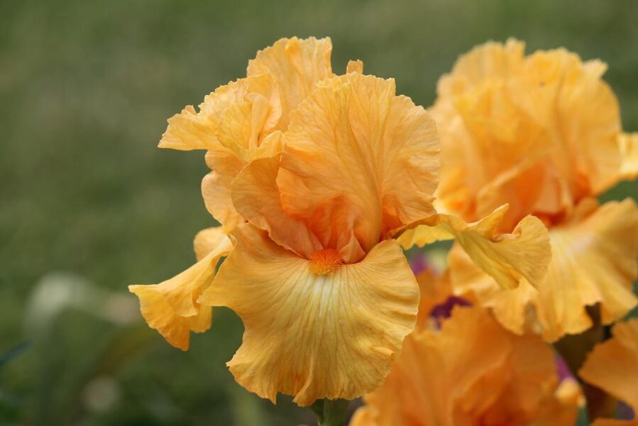 Vilkdalgis (Iris) 'Mango Passion'