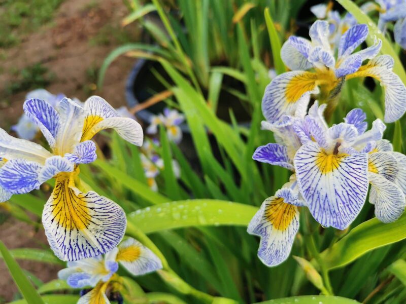 Vilkdalgis (Iris pseudacorus x I.versicolor)  ‘Roy’s Repeater’
