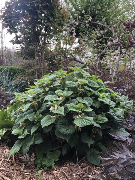 Notra (Lamium orvala) 'Alba'