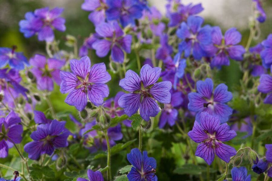 Snaputis (Geranium renardii) 'Terre Franche'