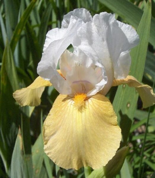 Vilkdalgis (Iris) 'Champagne Encore'