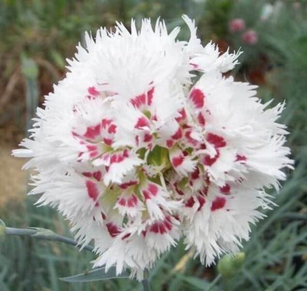 Gvazdikas (Dianthus) 'Sam Barlow'