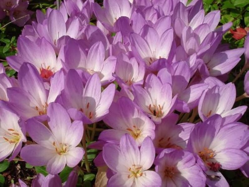 Vėlyvis (Colchicum autumnale)