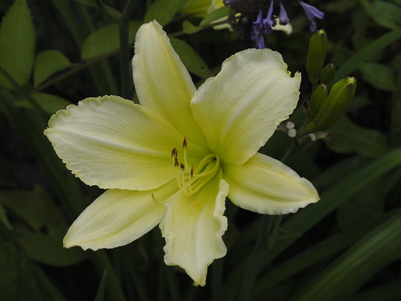 Viendienė (Hemerocallis) 'Upytis Dzeltena'