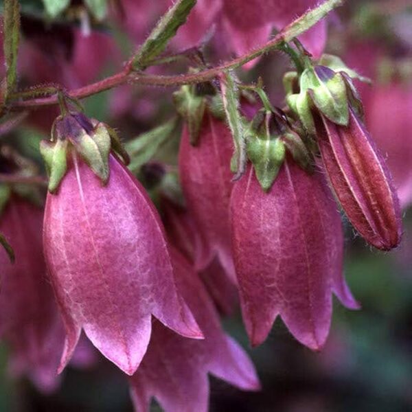 Taškuotasis katilėlis (Campanula punctata f.rubrifolia) 'Beetrot'