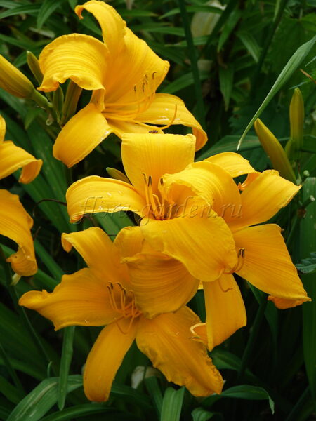 Viendienė (Hemerocallis) 'Jersey Spider'