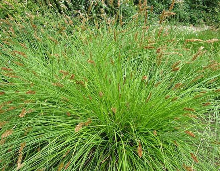 Šluotelinė viksva (Carex paniculata)