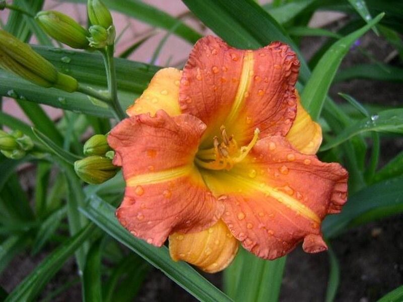 Viendienė (Hemerocallis) 'Boitzer Mandarin'