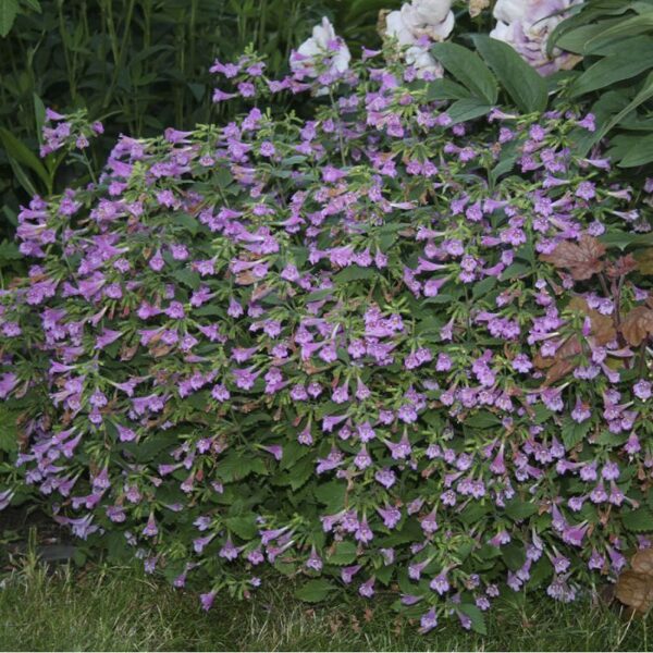 Girmėtė stambiažiedė (Calamintha grandiflora)