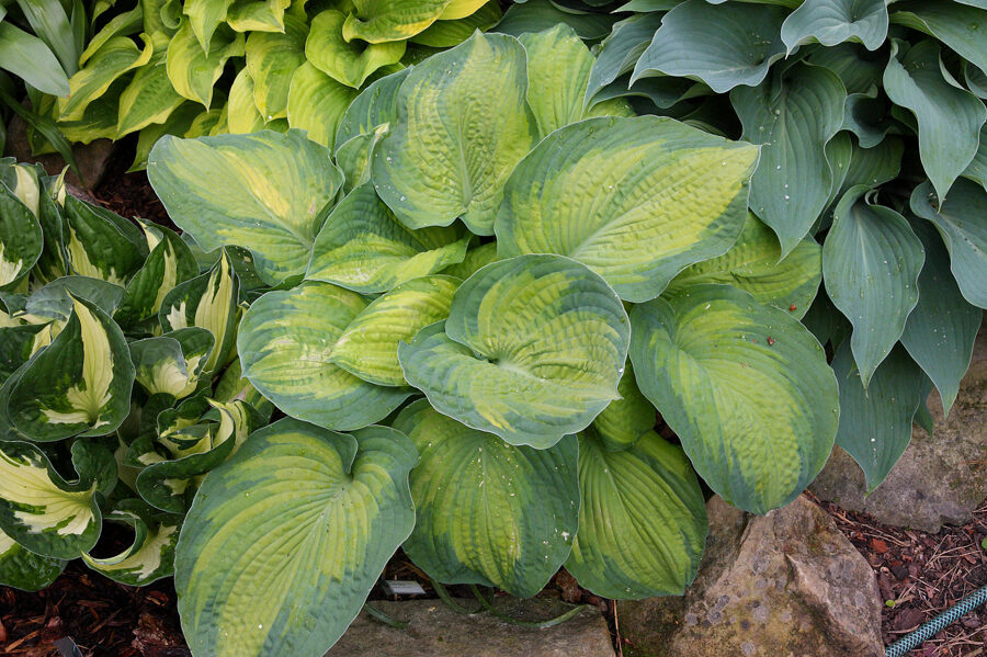 Melsvė (Hosta) 'Super Nova'