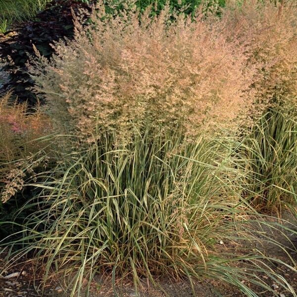 Lendrūnas smailiažiedis (Calamagrostis acutiflora) 'Overdam'