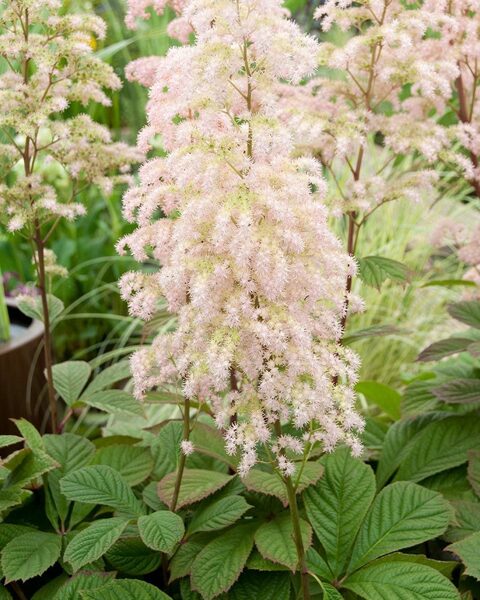 Rodžersija (Rodgersia) 'Irish Bronze'