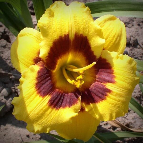 Viendienė (Hemerocallis) 'Blackberry Candy'