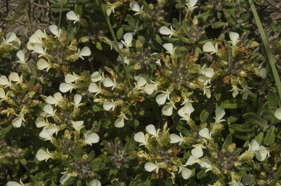 Bėrutis alpinis (Teucrium montanum)