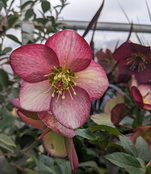 Eleboras (Helleborus) 'HGC ® Ice N' Roses Rosado'