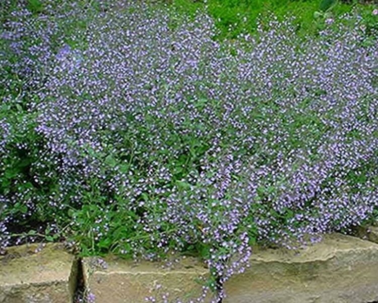 Girmėtė vaistinė (Calamintha nepeta) 'Lila Riese'