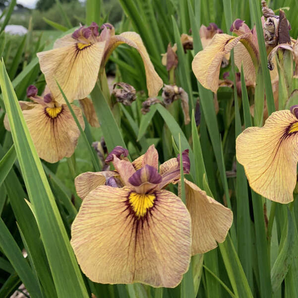 Vilkdalgis (Iris pseudata)  ‘Yarai’