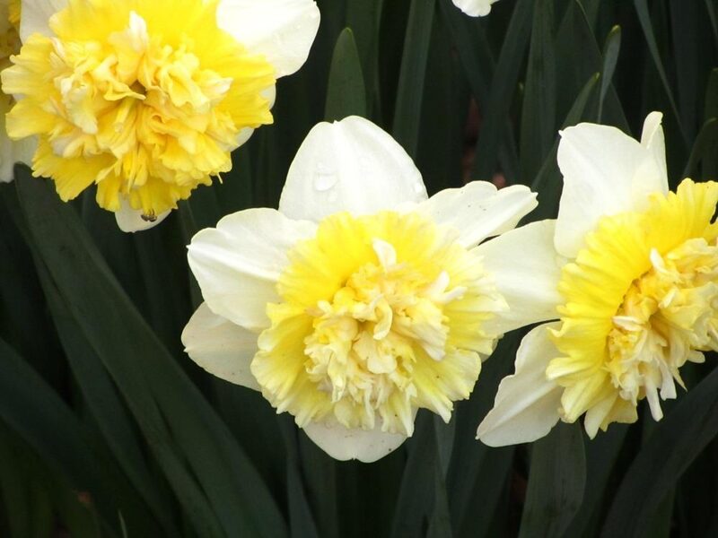 Narcizas (Narcissus) 'Ice King'