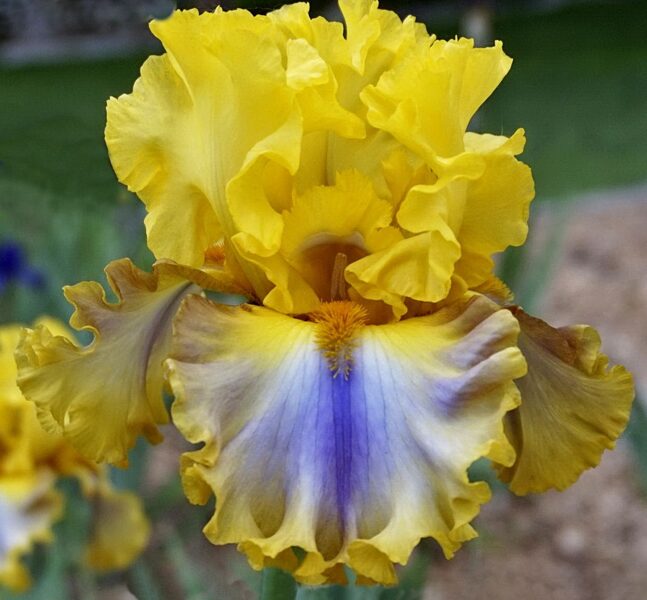 Vilkdalgis (Iris) 'Good Morning Sunshine'