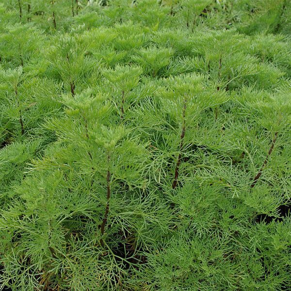 Diemedis (Artemisia abrotanum var. maritima) 'Coca Cola'