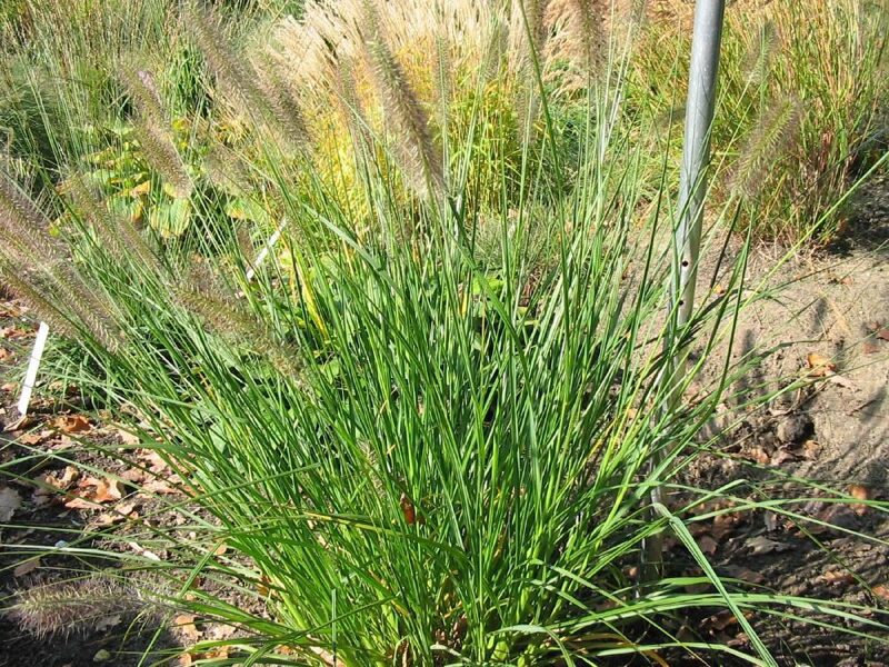 Soruolė pašiaušėlinė (Pennisetum alopecuroides) 'Magic'