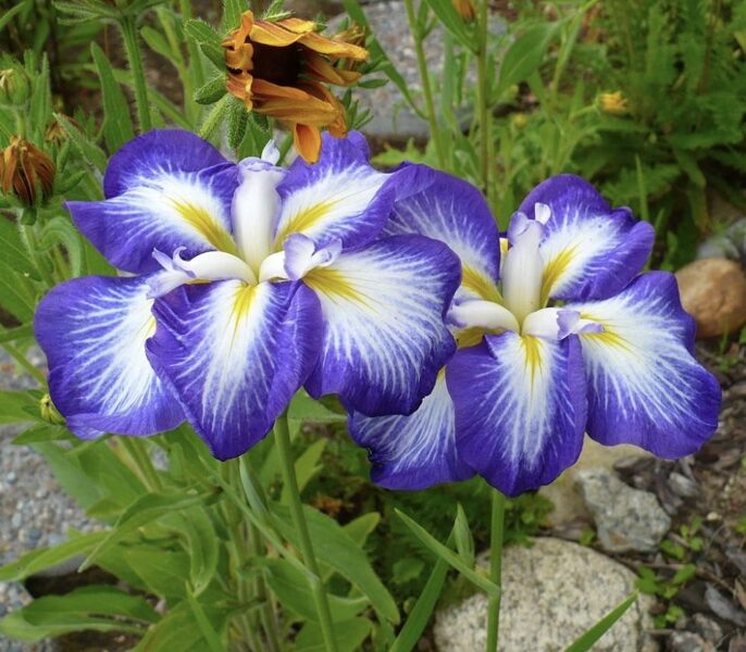 Japoninis vilkdalgis (Iris ensata) 'Gusto'