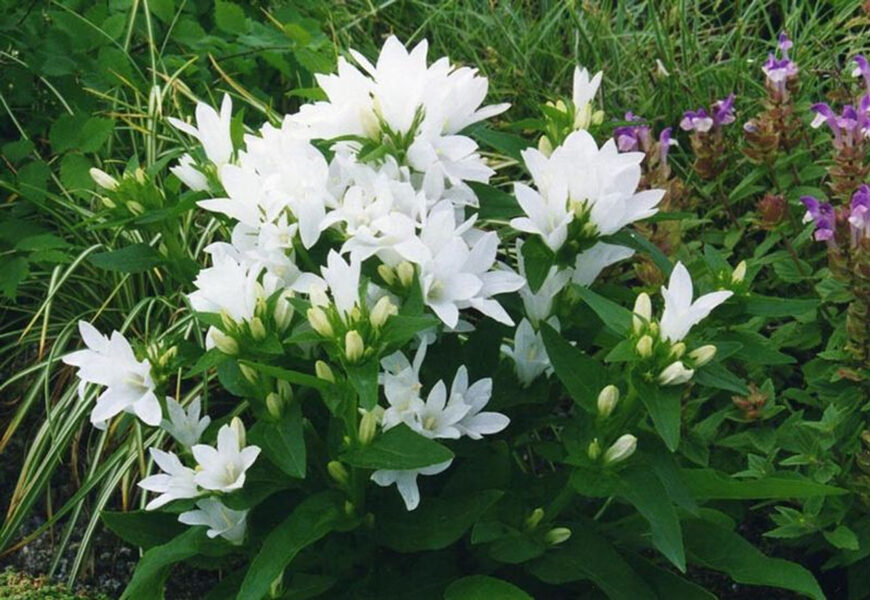 Tankiažiedis katilėlis (Campanula glomerata) 'Alba'