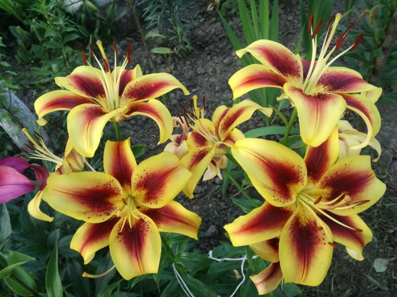 Lelija (Lilium) 'Viva la Vida'