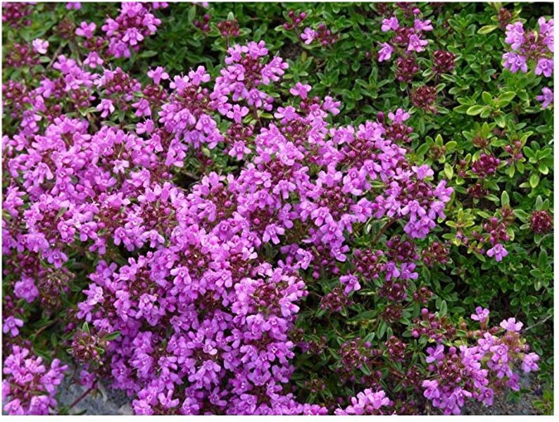 Ankstyvasis čiobrelis (Thymus preacox) 'Purple Beauty'