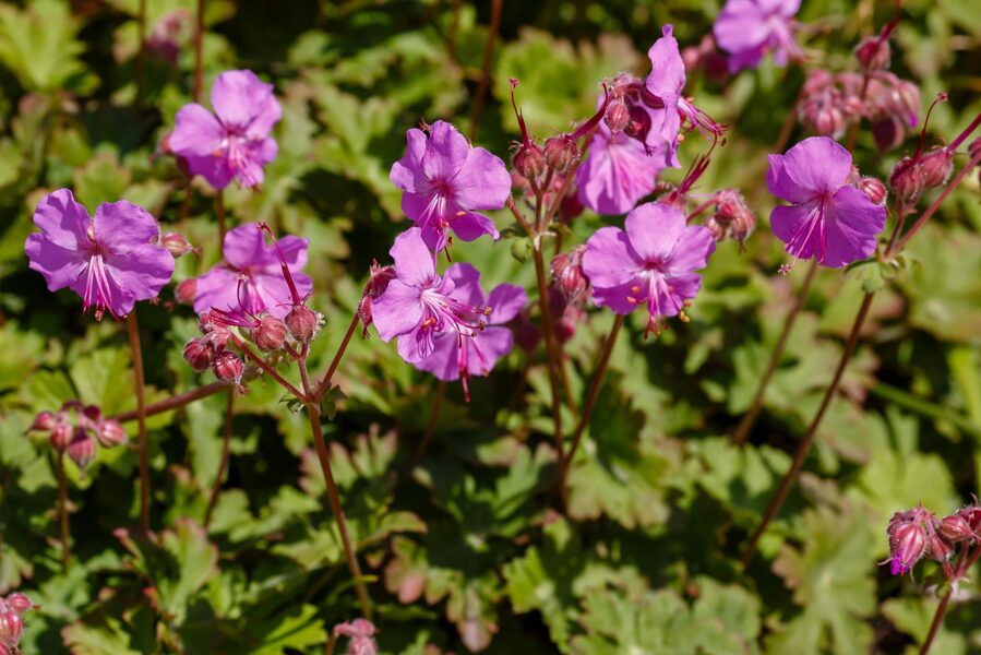 Snaputis (Geranium x cantabrigiense) 'Karmina'