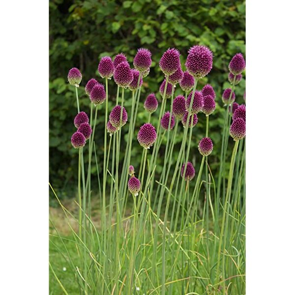 Kiaušininis česnakas (Allium sphaerocephalon)