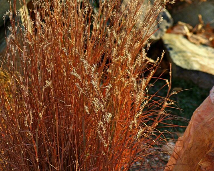 Barzdūnas kupstinis (Schizachyrium scoparium) 'Blaze'